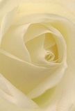 Allowing yourself to enter this close embrace of a creamy white rose is like being cradled in the warm familiarity of Harefield's gardens after dawn. The petals, soft and velvety to the eye, spiral inward in patient harmony, every layer catching soft light and diffusing it in gentle tones of cream and pale ivory. Fine shadows curve between the folds, giving both comfort and dimension, as if the bloom itself is serenely glowing-a mirror to Harefield's tranquil village atmosphere. The rose's centre, delicately spiralled, stands as a quiet symbol of hope or remembrance, its perfectly arranged petals reflecting the patient skill of a florist who understands the sensitivities of local occasions. The fragrance is light, subtle, and inviting-reminiscent of walking beside the canal or pausing under a leafy tree along High Street. In its silent elegance, this image tells a story of compassion, admiration, and new beginnings, crafted with the expert care that has become a hallmark of local Harefield flower delivery. Perfect for those cherished moments of sympathy, reunion, or heartfelt appreciation, the rose holds within its form not only meticulous artistry, but also the spirit of connection unique to Harefield.